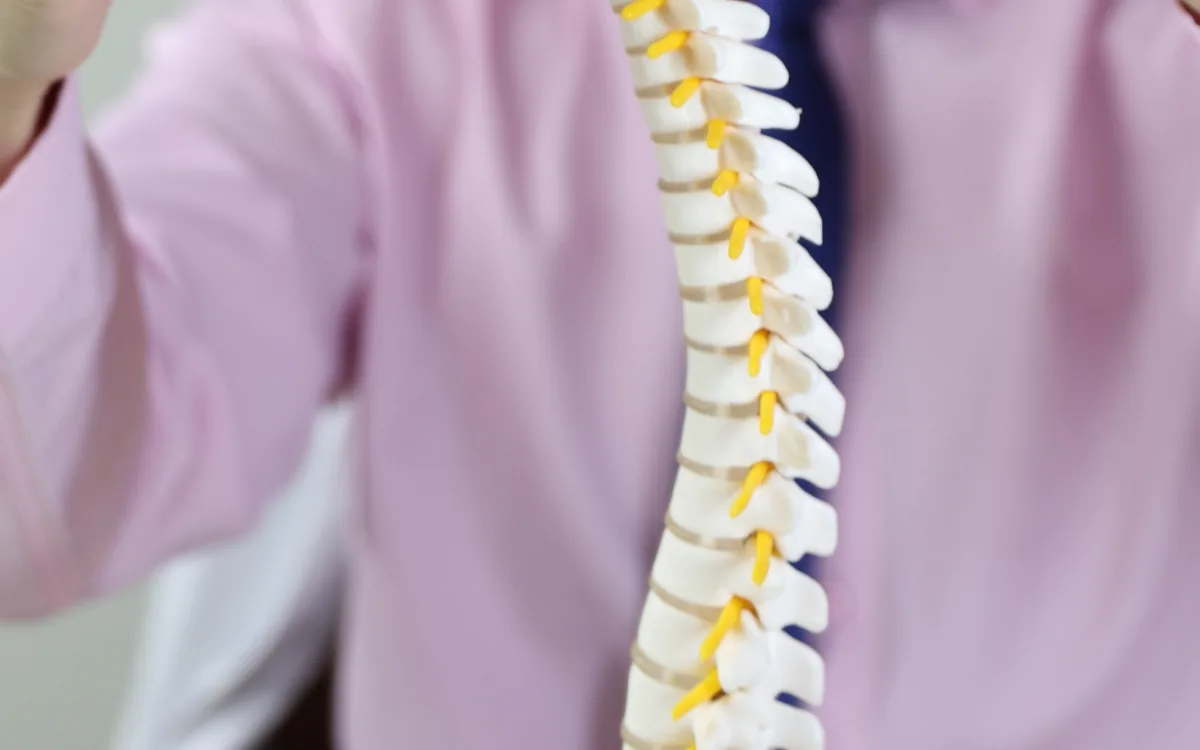 Modelo anatômico da coluna vertebral mostrando a região lombar